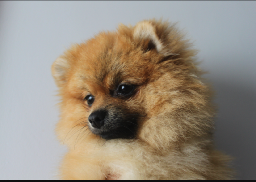 #6. Pomeranian